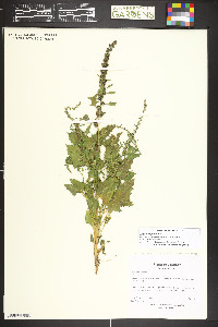 Blitum capitatum image