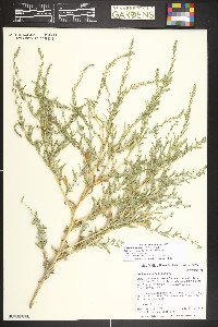 Bassia scoparia image