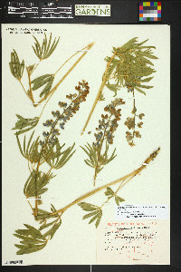 Lupinus polyphyllus image