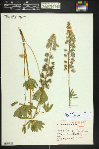 Lupinus prunophilus image