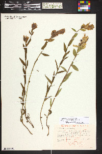 Castilleja septentrionalis image