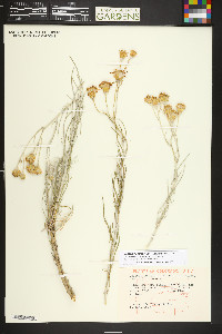 Senecio flaccidus image