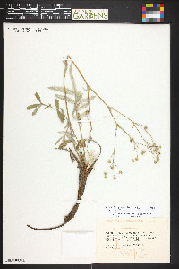 Potentilla hippiana subsp. hippiana image