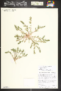 Blitum nuttallianum image