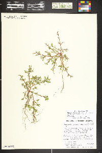 Oxybasis glauca image