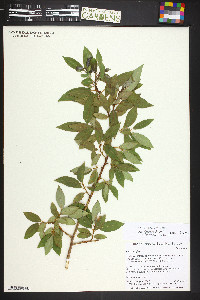 Salix pentandra image