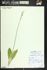 Primula pauciflora image