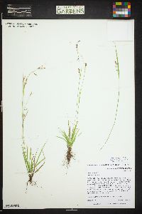 Carex capillaris image