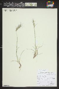 Elymus scribneri image