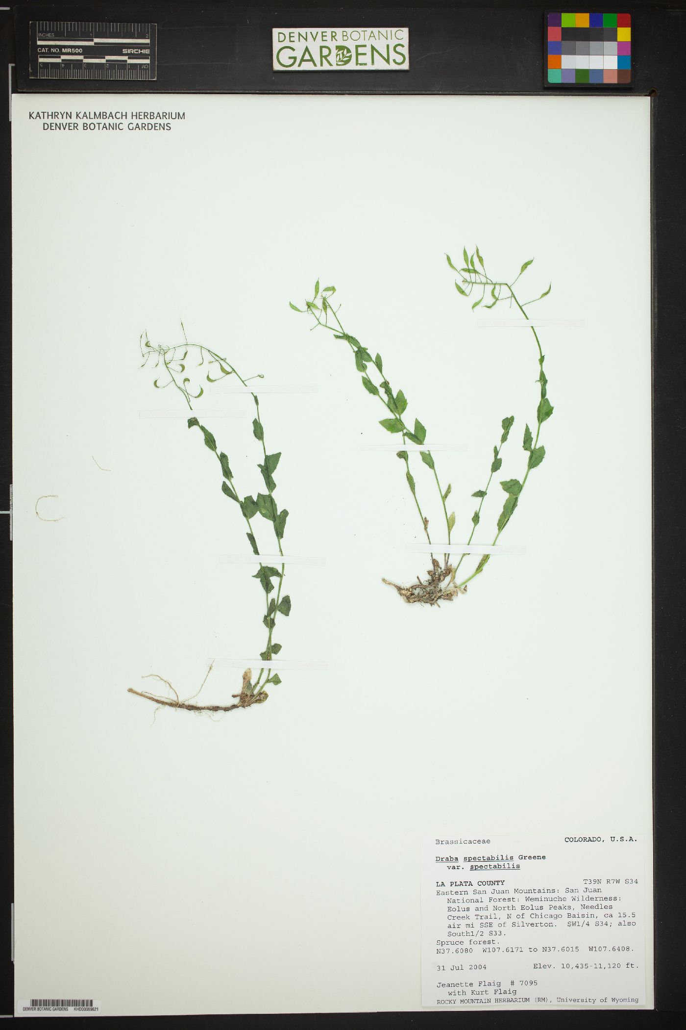 Draba spectabilis var. spectabilis image