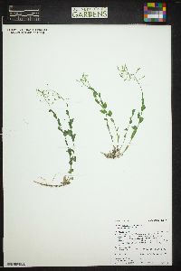 Draba spectabilis var. spectabilis image