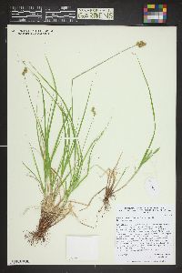 Carex bebbii image