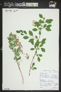 Spiraea × vanhouttei image