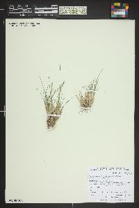 Poa glauca image