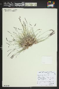 Poa glauca subsp. rupicola image