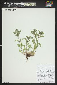 Verbena bracteata image