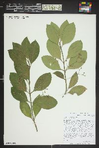 Euonymus kiautschovica image