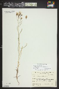 Mentzelia multiflora var. multiflora image