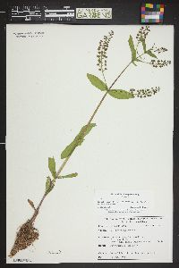 Veronica catenata image