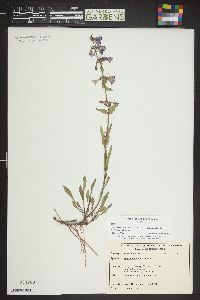 Penstemon virens image