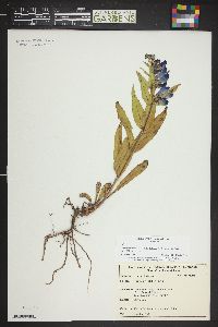 Penstemon glaber image