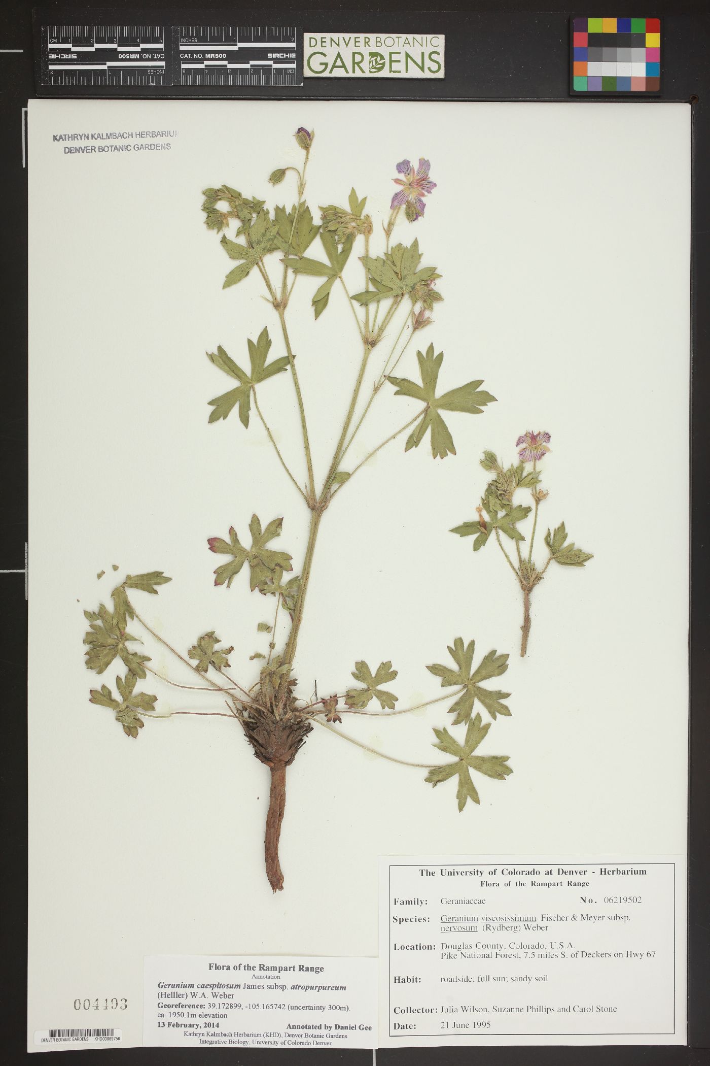 Geranium atropurpureum var. atropurpureum image