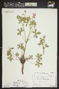 Geranium atropurpureum var. atropurpureum image