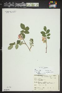 Rosa woodsii image