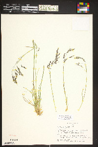 Poa reflexa image