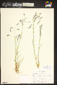 Poa reflexa image