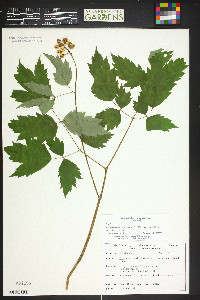 Actaea rubra subsp. arguta image