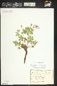 Geranium caespitosum subsp. caespitosum image