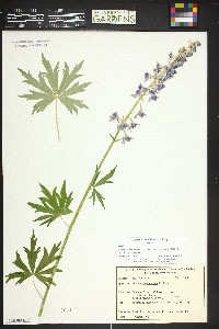 Delphinium ramosum image