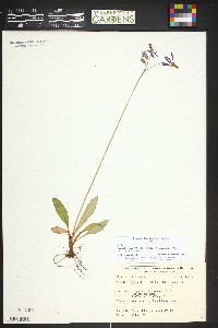 Image of Cincinnobotrys pulchella