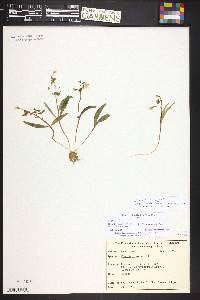 Claytonia lanceolata image