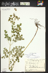 Thalictrum fendleri image