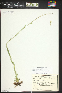 Boechera stricta image