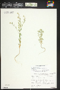 Alyssum simplex image