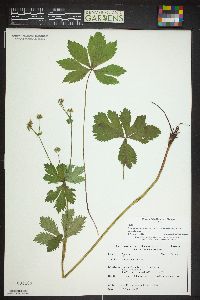 Sanicula marilandica image