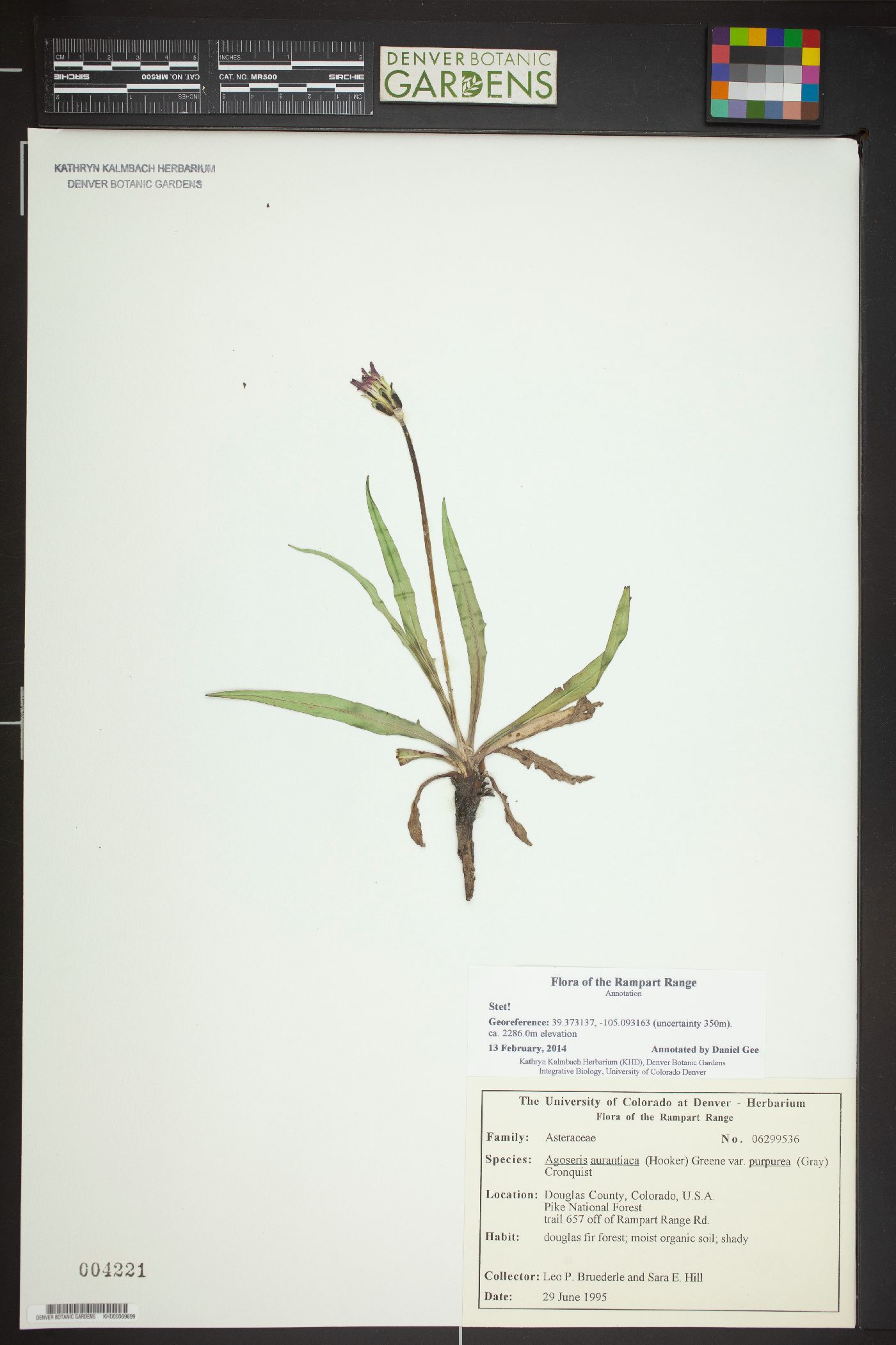 Agoseris aurantiaca var. purpurea image