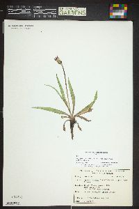 Agoseris aurantiaca var. purpurea image