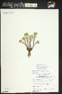 Euphorbia brachycera image