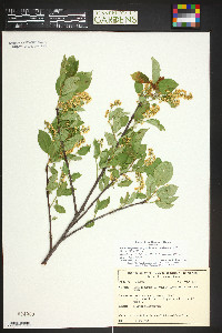 Prunus virginiana var. melanocarpa image