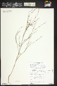 Polygonum douglasii image