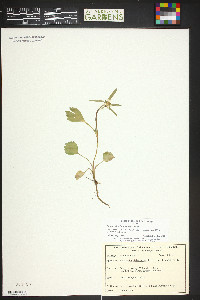 Ranunculus inamoenus image