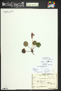 Pyrola asarifolia image