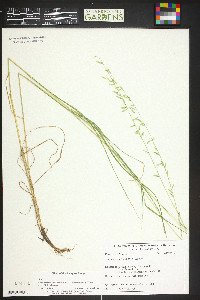 Melica porteri image