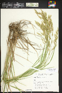 Bromus lanatipes image