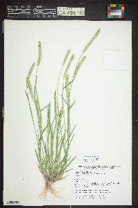 Hordeum pusillum image