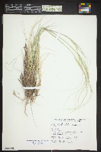 Hesperostipa neomexicana image